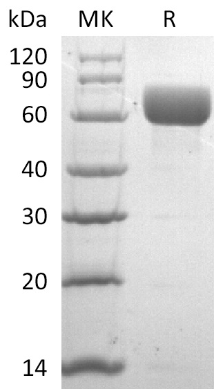 Human CD98 +SDS-PAGE-4.jpg